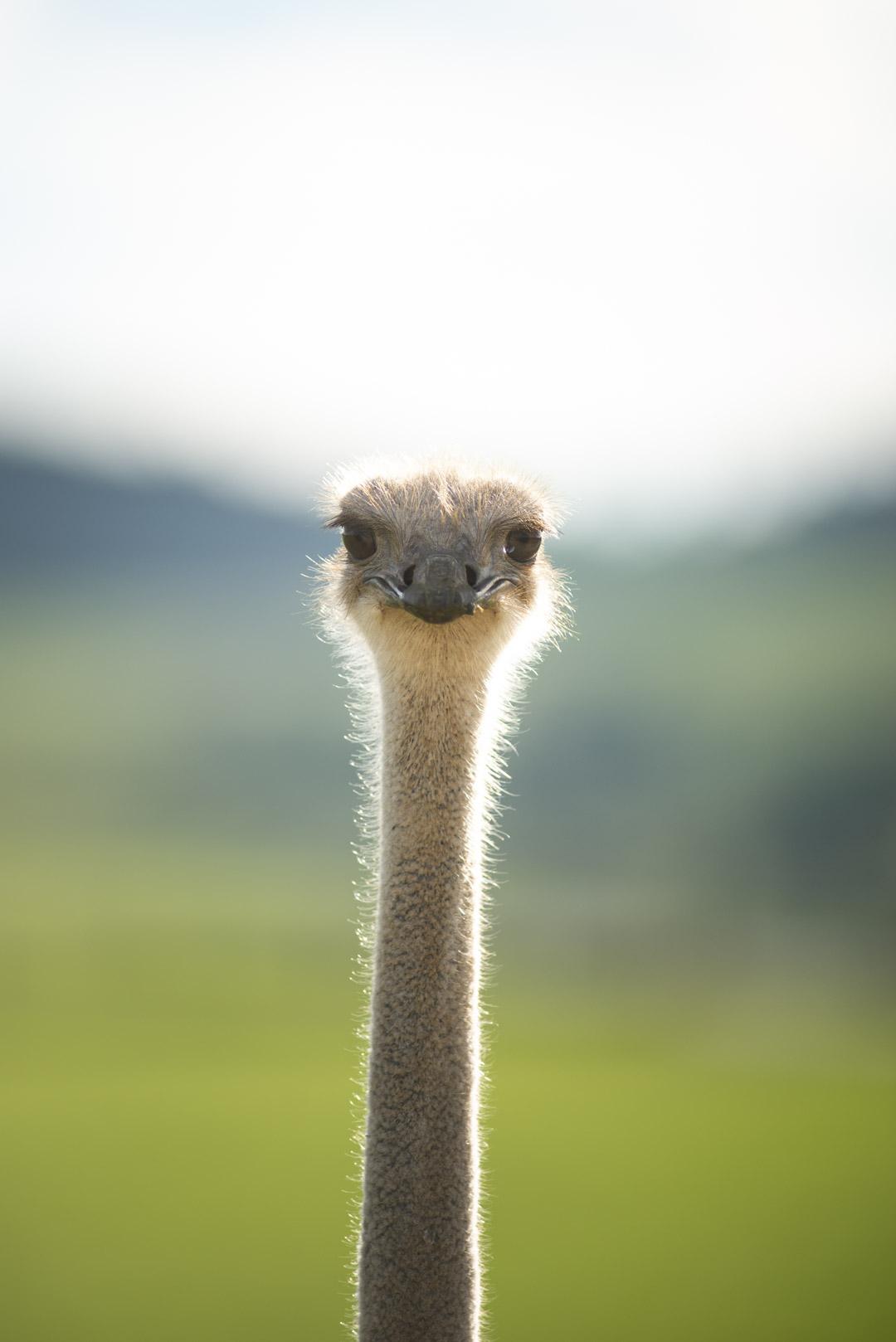 Ostrich